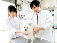 動物病院サンプリングプロモーション