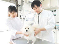 動物病院サンプリングプロモーション